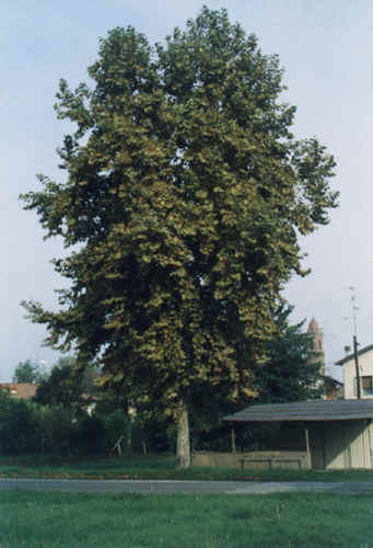 flora del Parco della Valletta
