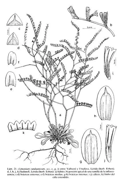 Flora Vascular - Toda la información detallada sobre la Flora ... Flora Vascular - Toda la información detallada sobre la Flora ...