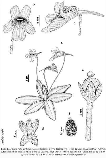 Flora Vascular - Toda la información detallada sobre la Flora ... Flora Vascular - Toda la información detallada sobre la Flora ...