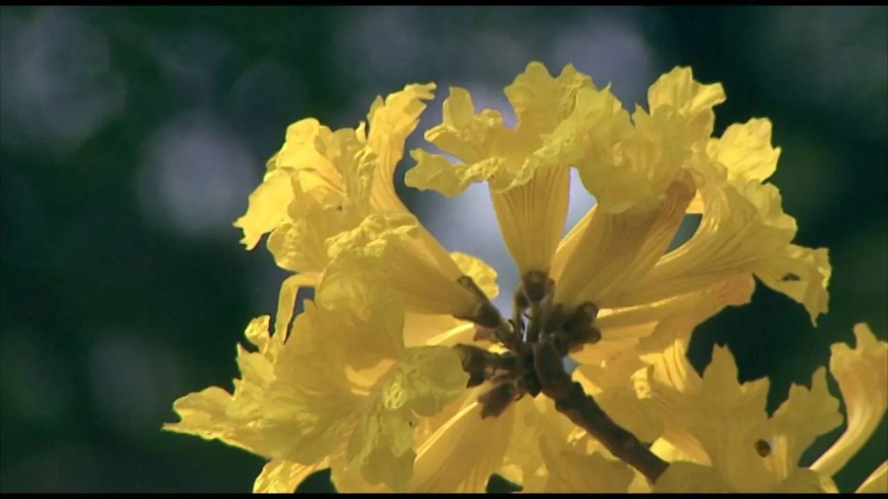 Flora Venezolana . 