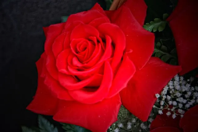 flora2/la flore2 - a gallery on Flickr