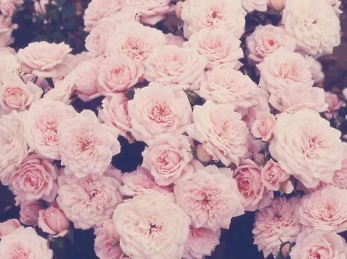Vintage Flowers Wallpaper on Pinterest | Vintage Floral Wallpapers ...