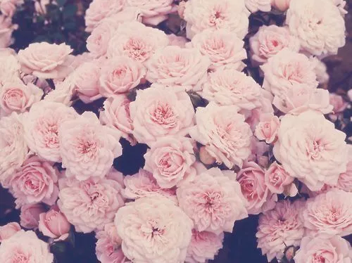 Vintage Flowers Wallpaper on Pinterest | Vintage Floral Wallpapers ... Vintage Flowers Wallpaper on Pinterest | Vintage Floral Wallpapers ...