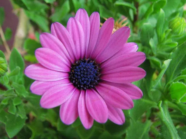 florecita color lila :) | Flickr - Photo Sharing!