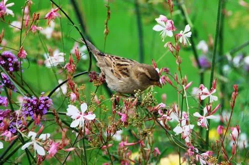 Flores (24 fotos bonitas) | Banco de Imágenes