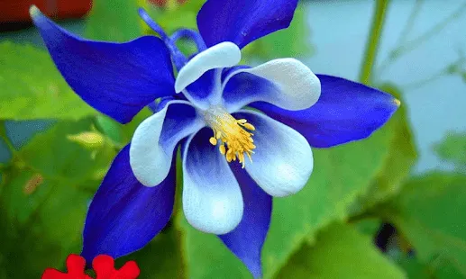 Flores 3d Wallpapers - Aplicaciones Android en Google Play Flores 3d Wallpapers - Aplicaciones Android en Google Play