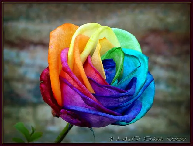 FLORES