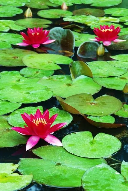 flores y agua | Flickr - Photo Sharing!