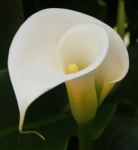 Imágenes de flores de Alcatraz - Imagui