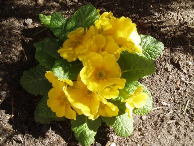 flores amarillas, TALAVERUELA