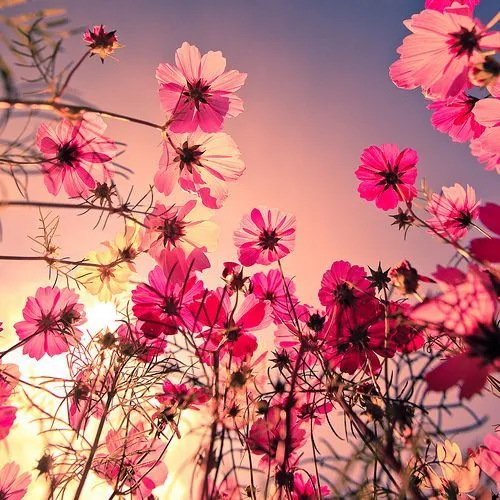 flores & arboles on Pinterest | Google, Tumblr and Search flores & arboles on Pinterest | Google, Tumblr and Search