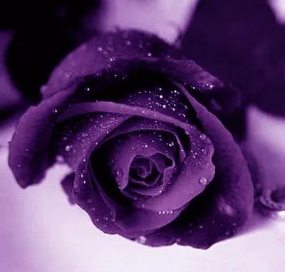 Flores animadas con brillos moradas - Imagui Flores animadas con brillos moradas - Imagui