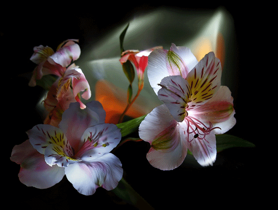 FLORES ANIMADAS PARA REGALAR - Tarjetas - Postales - Wallpapers ... FLORES ANIMADAS PARA REGALAR - Tarjetas - Postales - Wallpapers ...