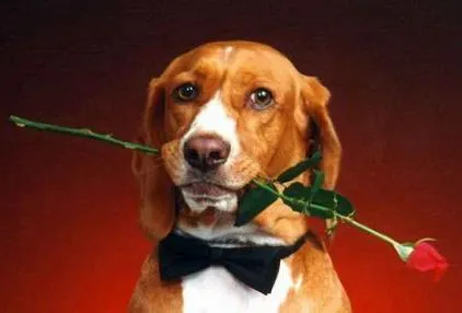 Tanto las flores, como los animales, le dan color y matices a ... Tanto las flores, como los animales, le dan color y matices a ...