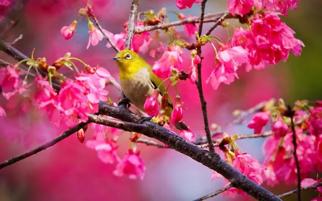 FLORES + AVES = A COLOR