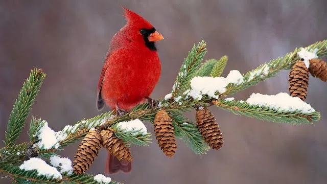 FLORES + AVES = A COLOR