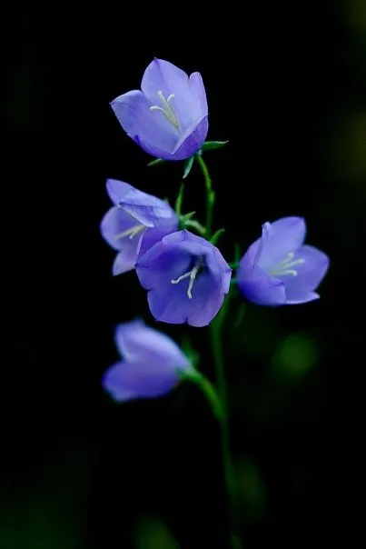 El taller de la brujaMar: FLORES AZULES