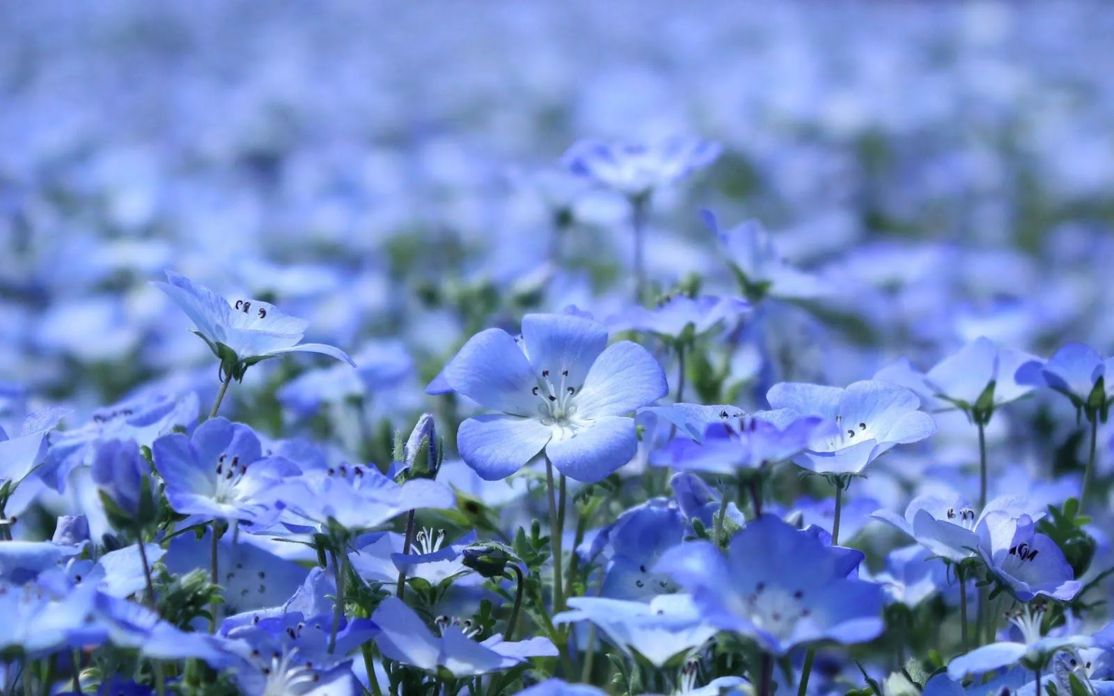 Paisajes Flores Azules