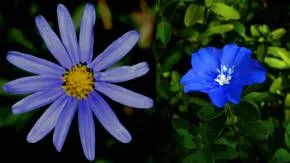 Flores azules: naturales y modificadas geneticamente
