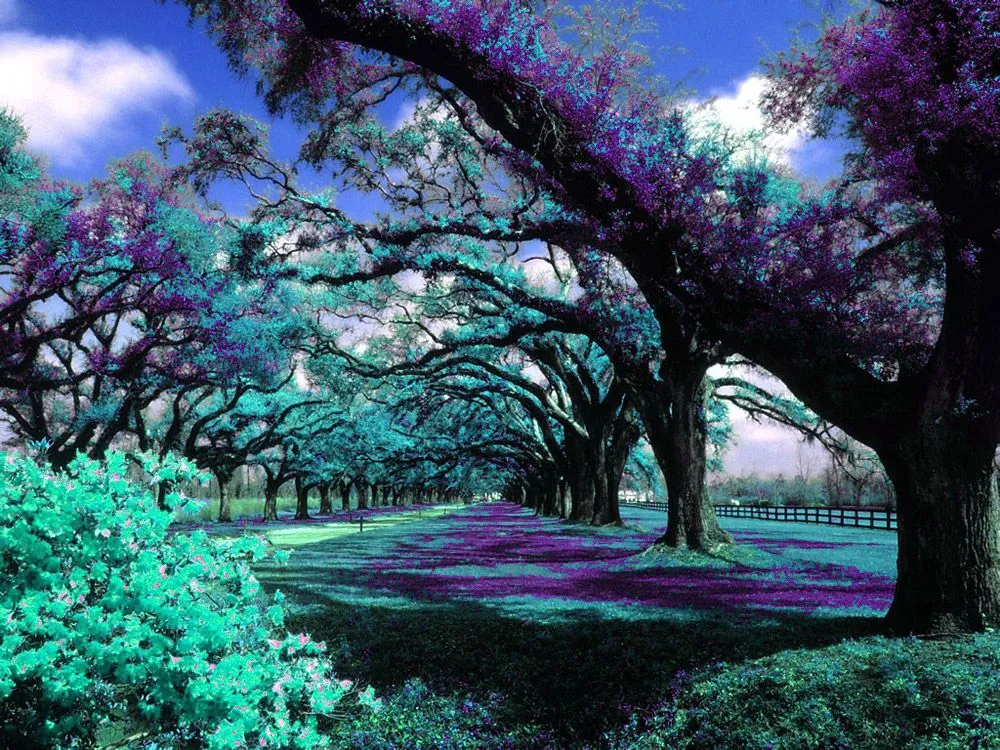 flores azules | silviiamdt