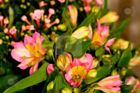 Flores background stock photo - Download flower Royalty Free ... Flores background stock photo - Download flower Royalty Free ...