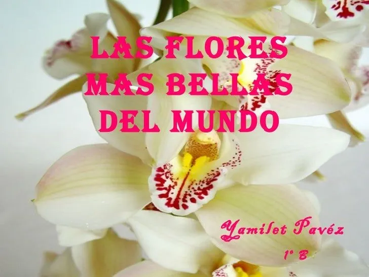 Las Flores Mas Hermosas MEMES Pictures