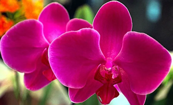 Las flores más bellas del mundo en primavera -- Qué.es -- Las flores más bellas del mundo en primavera -- Qué.es --