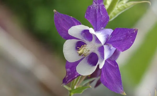 Las flores más bellas del mundo en primavera -- Qué.es -- Las flores más bellas del mundo en primavera -- Qué.es --