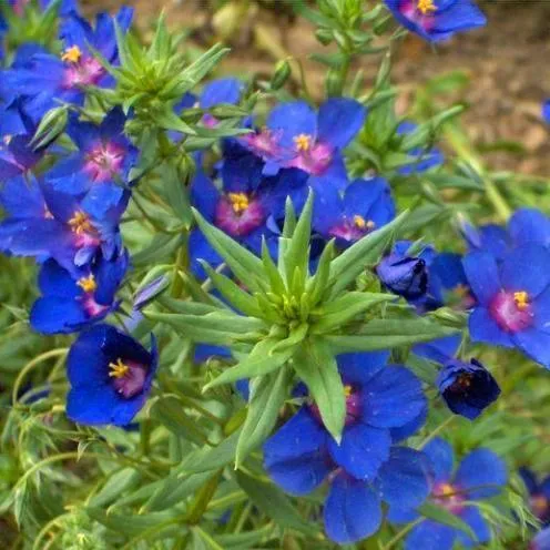 Las Flores Mas Bellas Del Mundo - Taringa!