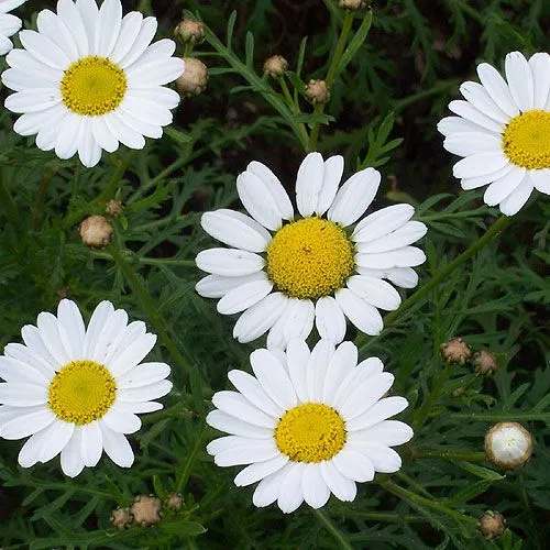 Las Flores Mas Bellas Del Mundo - Taringa!