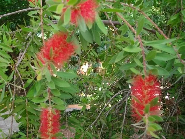 flores raras y bellas, PUERTOLLANO