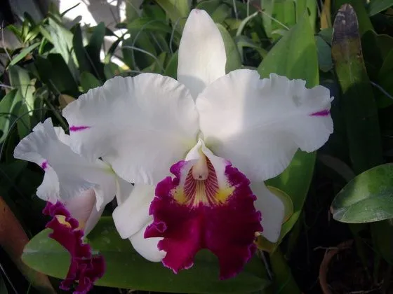 Las Flores más bellas, las más raras, las más venenosas y otras ...