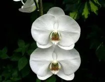 Flores blancas son flores que expresan bondad y belleza.