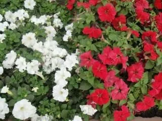 flores blancas y rojas, frescos | Descargar Fotos gratis flores blancas y rojas, frescos | Descargar Fotos gratis