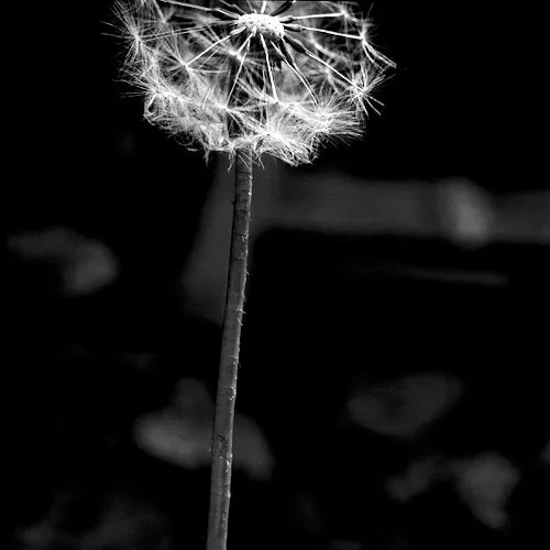 Flores Blanco y Negro Fotografía Artística :: PicassoMio