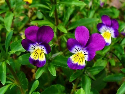 FLORES BOGOTÁ: La flor del recuerdo