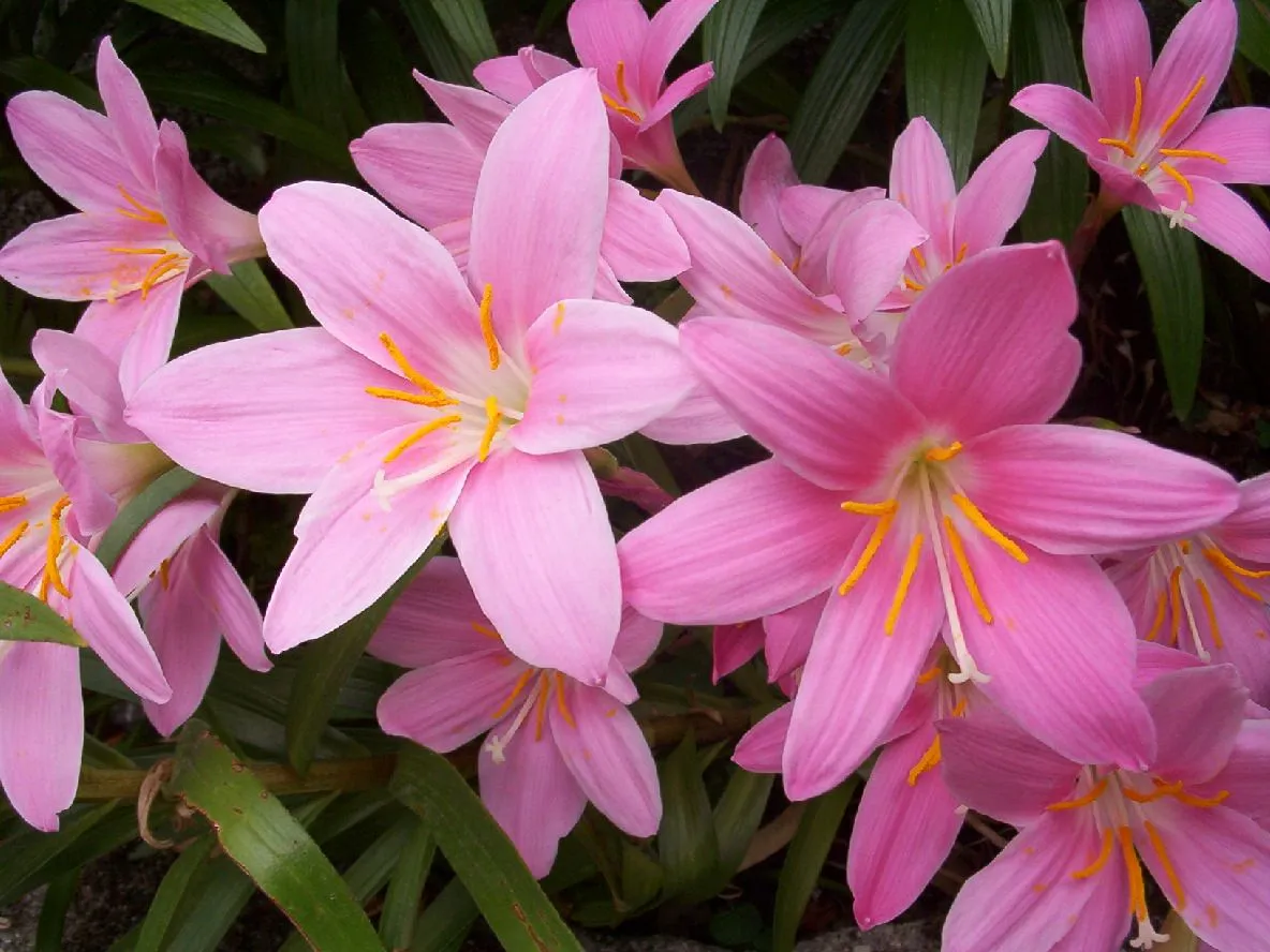 Flores bonitas