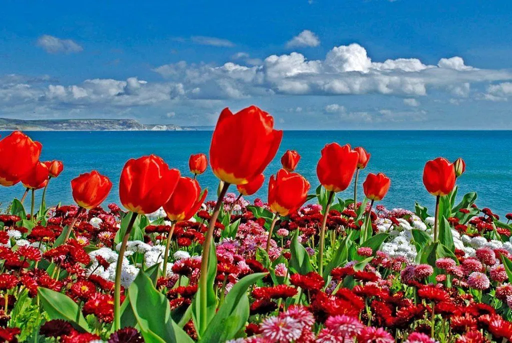 flores bonitas | Cuidar de tus plantas es facilisimo. flores bonitas | Cuidar de tus plantas es facilisimo.