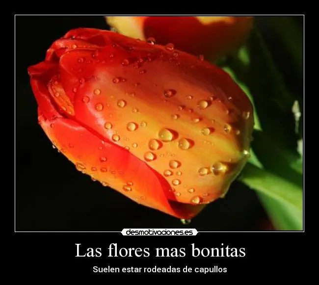 Las flores mas bonitas - desmotivaciones.
