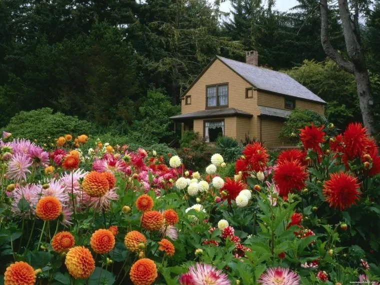 Flores bonitas que no deben faltar en el jardín -