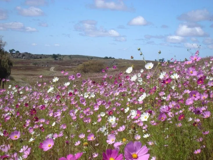 Flores de campo - Imagui