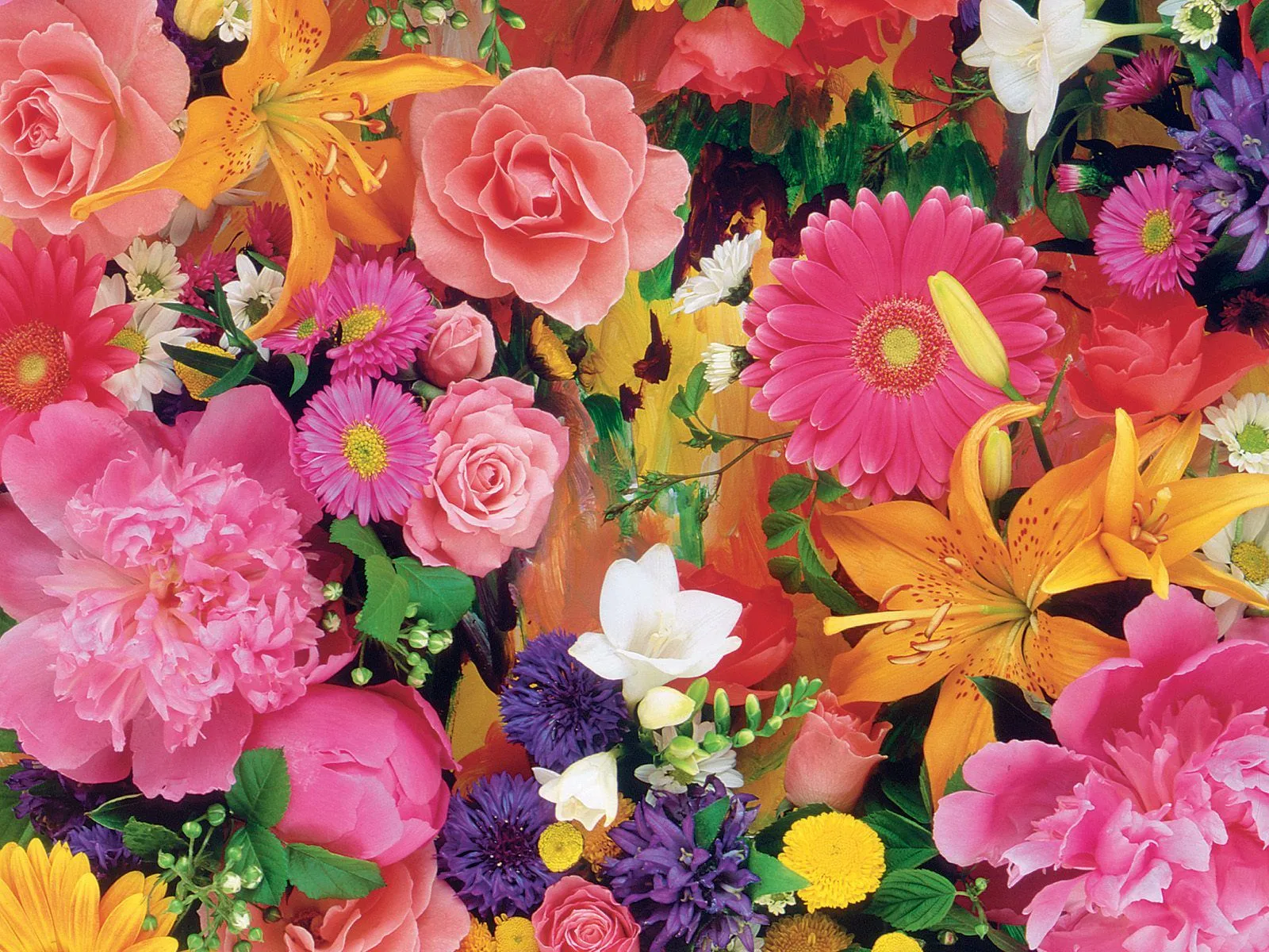 Flores del campo VI (7 beautiful colors flowers) | Banco de Imagenes Flores del campo VI (7 beautiful colors flowers) | Banco de Imagenes