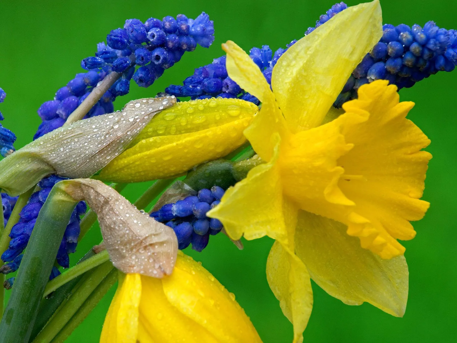 Flores del campo VI (7 beautiful colors flowers) | Banco de Imagenes