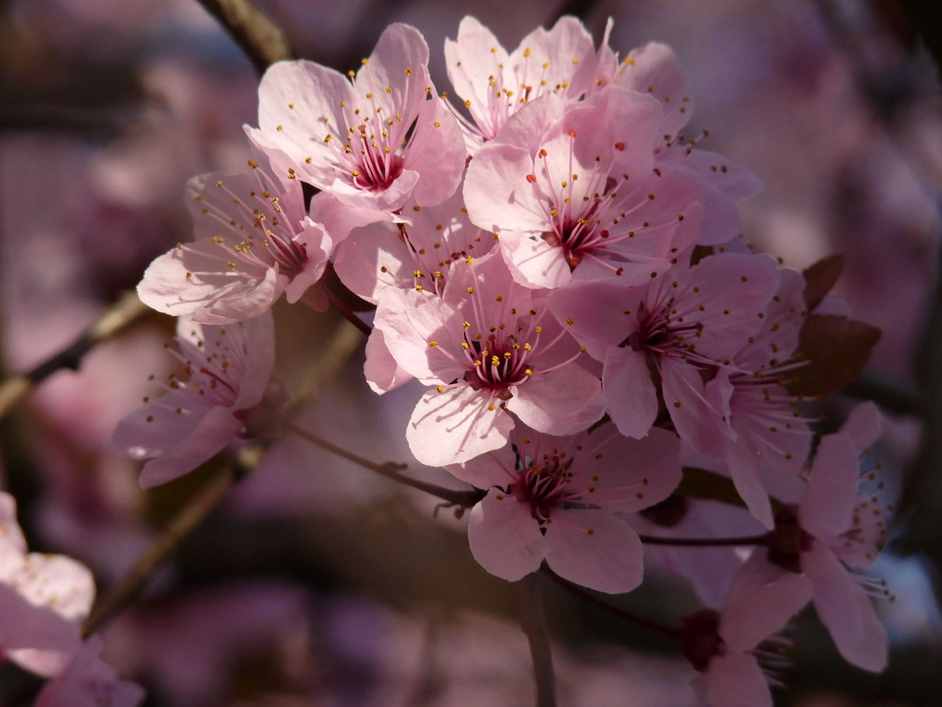 Las flores del cerezo suelen caer muy pronto. La flor del sakura es ... Las flores del cerezo suelen caer muy pronto. La flor del sakura es ...