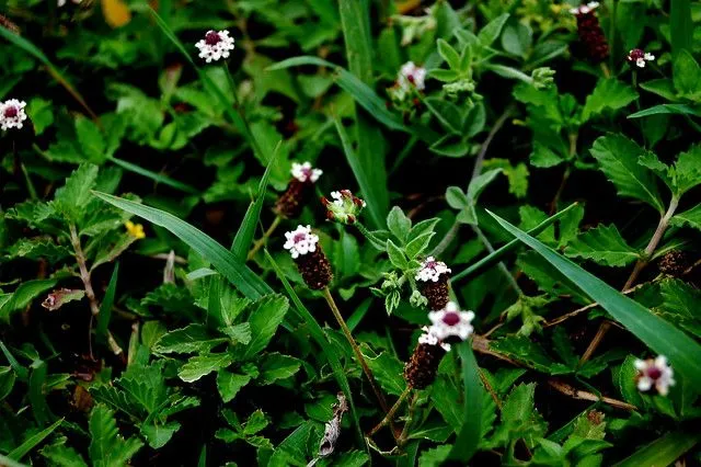 flores chiquitas para las abejas. | Flickr - Photo Sharing! flores chiquitas para las abejas. | Flickr - Photo Sharing!