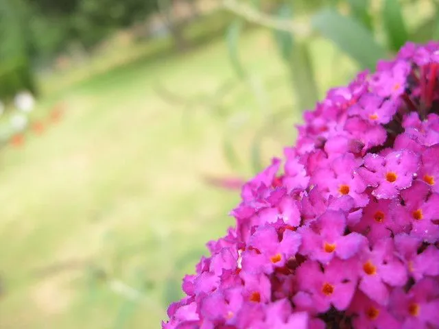 flores chiquitas en racimos | Flickr - Photo Sharing! flores chiquitas en racimos | Flickr - Photo Sharing!
