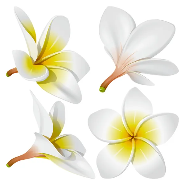 Flores collar hawaiano — Vector stock © fixer00 #8249287