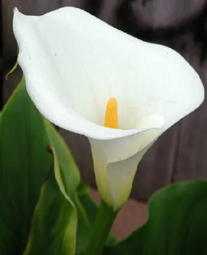 Flores Colombia - Envio de flores a domicilio en Bogota, Medellin ...