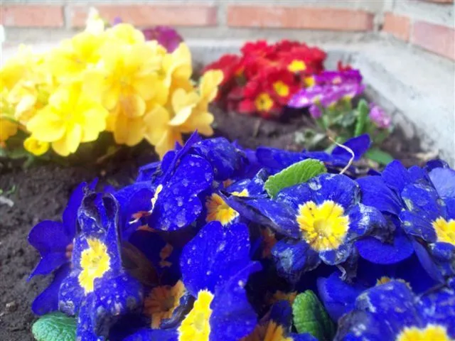 flores | Color