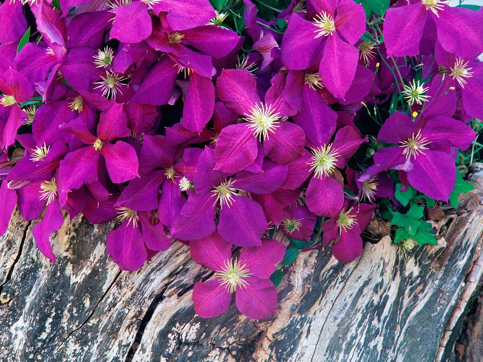 Flores de color morado puestas en un tronco | wallpapernarium Flores de color morado puestas en un tronco | wallpapernarium